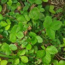 Fragaria vesca L.Fragaria vesca L.