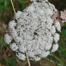 Daucus carota  L.Daucus carota  L.