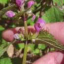 Lamium maculatum L.Lamium maculatum L.