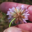 Armeria duriaei Boiss.Armeria duriaei Boiss.