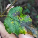 Betula celtiberica Rothm. & Vasc.Betula celtiberica Rothm. & Vasc.