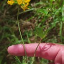 Lotus pedunculatus Cav.Lotus pedunculatus Cav.