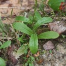 Lobelia urens L.Lobelia urens L.