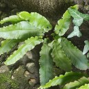 Asplenium scolopendrium L.Asplenium scolopendrium L.