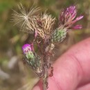 Cirsium palustre (L.) Coss. ex Scop.Cirsium palustre (L.) Coss. ex Scop.