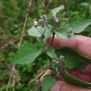 Solanum nigrum L.Solanum nigrum L.