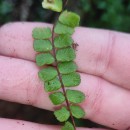 Asplenium trichomanes L. subsp. quadrivalens D.E. Mey.Asplenium trichomanes L. subsp. quadrivalens D.E. Mey.