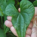 Dioscorea communis (L.) Caddick & WilkinDioscorea communis (L.) Caddick & Wilkin