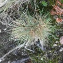 Agrostis curtisii KerguélenAgrostis curtisii Kerguélen