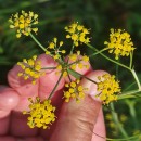 Foeniculum vulgare Mill.Foeniculum vulgare Mill.