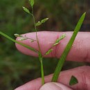 Poa annua L.Poa annua L.