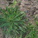 Plantago coronopus L.Plantago coronopus L.