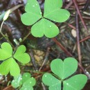 Oxalis corniculata L.Oxalis corniculata L.