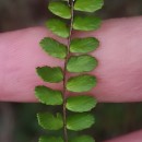 Asplenium trichomanes L. subsp. quadrivalens D.E. Mey.Asplenium trichomanes L. subsp. quadrivalens D.E. Mey.