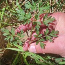 Silphiodaucus prutenicus (L.) Spalik, Wojew., Banasiak, Piwczyñski & Reduron subsp. dufourianus (Rouy & E.G.Camus) ReduronSilphiodaucus prutenicus (L.) Spalik, Wojew., Banasiak, Piwczyñski & Reduron subsp. dufourianus (Rouy & E.G.Camus) Reduron