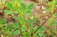 Medicago polymorpha L.Medicago polymorpha L.
