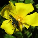 Oedemera sp. Olivier, 1789Oedemera sp. Olivier, 1789