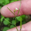 Cardamine flexuosa With.Cardamine flexuosa With.