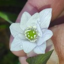 Anemone trifolia L. subsp. albida (Mariz) Ulbr.Anemone trifolia L. subsp. albida (Mariz) Ulbr.