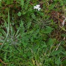 Teesdalia nudicaulis (L.) R. Br.Teesdalia nudicaulis (L.) R. Br.