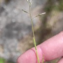 Poa infirma KunthPoa infirma Kunth