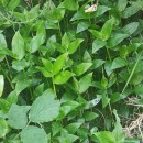 Tradescantia fluminensis VellosoTradescantia fluminensis Velloso