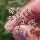 Daucus carota  L.Daucus carota  L.