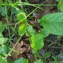 Scrophularia auriculata L.Scrophularia auriculata L.