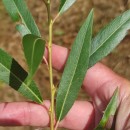 Salix viminalis L.Salix viminalis L.