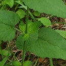 Scrophularia scorodonia L.Scrophularia scorodonia L.