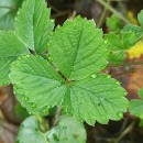 Potentilla sterilis (L.) GarckePotentilla sterilis (L.) Garcke