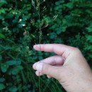 Agrostis stolonifera L.Agrostis stolonifera L.