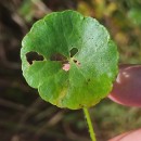 Hydrocotyle vulgaris L.Hydrocotyle vulgaris L.