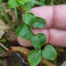 Lysimachia nemorum L.Lysimachia nemorum L.