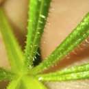 Galium aparine L.Galium aparine L.