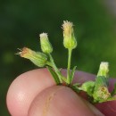 Erigeron sumatrensis Retz.Erigeron sumatrensis Retz.