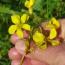 Oxalis pes-capraeOxalis pes-caprae L.