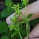 Cerastium glomeratum Thuill.Cerastium glomeratum Thuill.