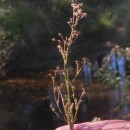 Juncus articulatus L.Juncus articulatus L.