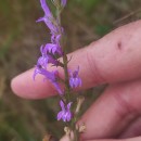 Lobelia urens L.Lobelia urens L.