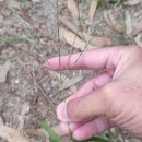 Digitaria sanguinalis (L.) Scop.Digitaria sanguinalis (L.) Scop.