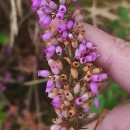 Erica cinerea L.Erica cinerea L.