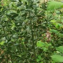 Ruscus aculeatus L.Ruscus aculeatus L.