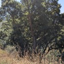 Quercus suber L.Quercus suber L.