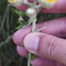 Helichrysum foetidum (L.) Cass.Helichrysum foetidum (L.) Cass.