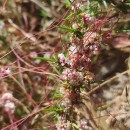 Cuscuta epithymum (L.) L.Cuscuta epithymum (L.) L.