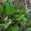 Beta maritima L.Beta maritima L.