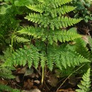 Dryopteris dilatata (Hoffm.) A. GrayDryopteris dilatata (Hoffm.) A. Gray