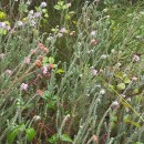 Erica tetralix L.Erica tetralix L.