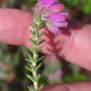 Erica tetralix L.Erica tetralix L.